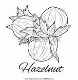 Hazelnut Sketch Nut Zen Tangle Isolated sketch template