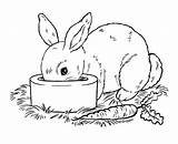 Kelinci Wortel Sketsa Diwarnai Mewarnai Atau Mudah Rabbits Terbaru sketch template