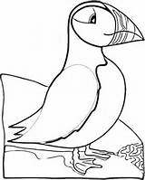 Puffin Atlantic Ptaki Kolorowanki Puffins Dzieci Designlooter Papageientaucher Animales sketch template