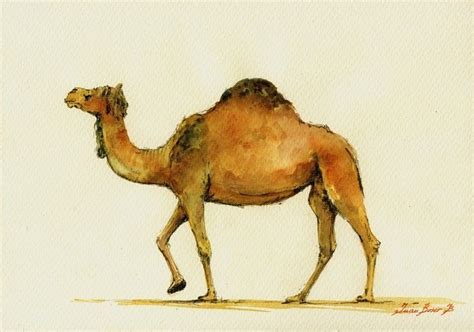 pin  camels