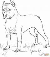 Terrier Staffordshire Cani Chien Amstaff Disegni Colorare Pitbull Supercoloring Realiste Stilizzati Colouring Coloriages Ausmalbilder Drawings Terriers Facili sketch template