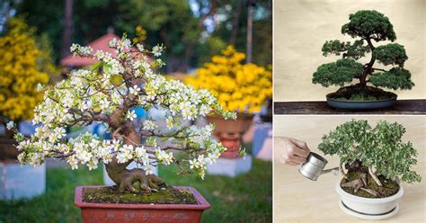 expert bonsai tree care tips  beginners balcony