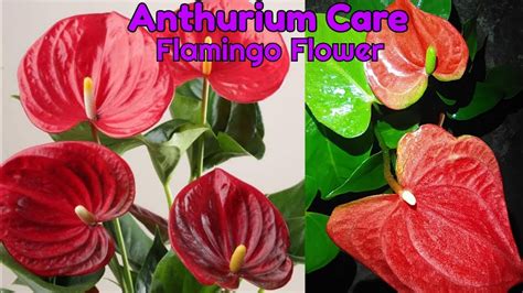 Anthurium Plant Care And Fertilizer Anthurium Best Poting