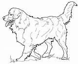 Coloring Dog Bernese Mountain Pages Collie Border Australian Shepherd Printable Adults Dogs Realistic Drawing Supercoloring Irish Setter Kids Print Animal sketch template