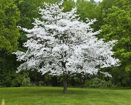 Image result for photos of white dogwood