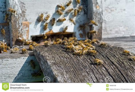 bijen op bijenkorf  stock afbeelding image  vleugel