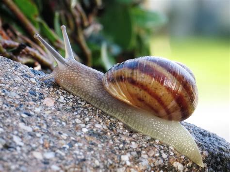 filecommon snailjpg wikipedia