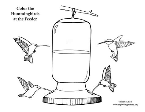 hummingbirds  feeder coloring page