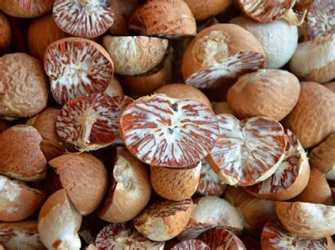 betel nut health benefits precautions  side effects  supari thehealthsitecom