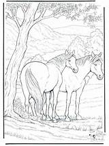 Mare Coloring Pages Foal Getcolorings Horse Colouring sketch template