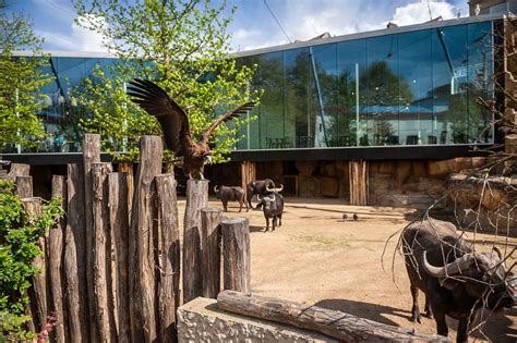 restaurant  aviary   antwerp zoo  studio farris architects avontuura
