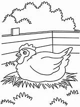 Coloring Hen Sitting Popular sketch template