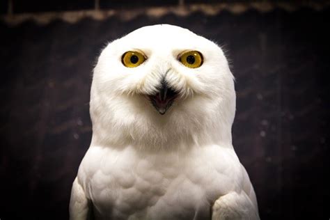 meet hedwig  owl visitbritain