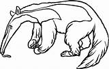 Anteater Coloring Pages Tongued Long sketch template