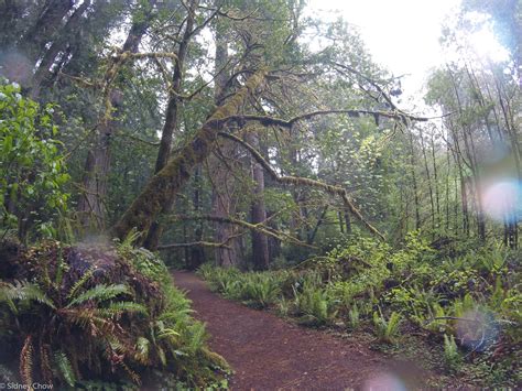 Redwood National And State Parks Part Two Forest And