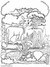 Garden Coloring Pages Fairy Getcolorings Colorin Getdrawings sketch template