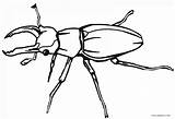 Bugs Cool2bkids Käfer Realistische Fehler Ausdrucken sketch template