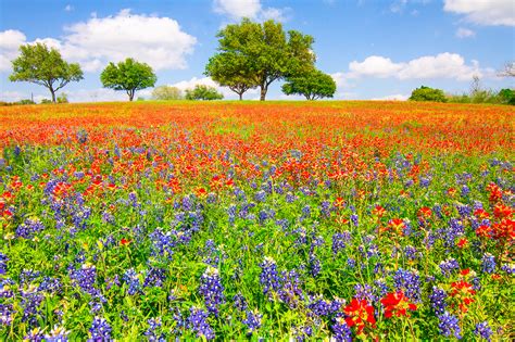 dreaming  wildflowers texas wildflower pictures  images prints