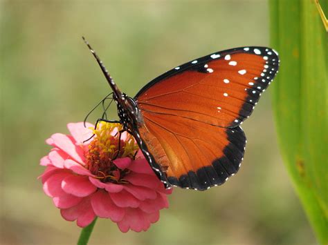 queen monarch butterfly  zinnia flower photo  photograph  ian