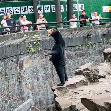 chinese zoo    real sun bear   costume   york times