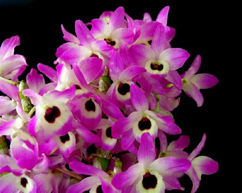 orchid   week dendrobium spectabile brooklyn orchids