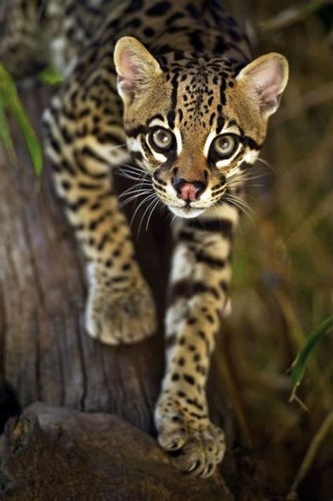 ocelot    report    theyre  cute  awesome   threatened