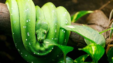 green tree python habitat diet and reproduction sydney