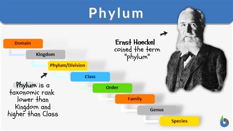 phylum definition  examples biology  dictionary