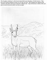 Pronghorn Coloring Antelope Designlooter Deer Moose Boar Mule Wild 68kb sketch template