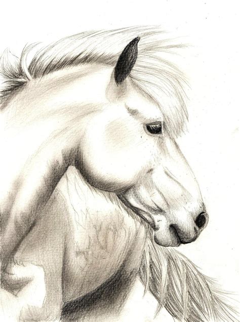 realistic horse drawing images pictures becuo