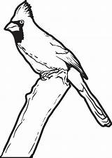 Cardinal Coloring Pages Printable Branch 04kb 700px Kids sketch template