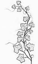 Ivy Vine Tattoo Vines Drawing Tattoos Flowers Leaf Outline Thin Small Simple Leaves Poison Wrap Around Print Draw Wall Women sketch template