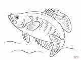 Coloring Crappie Printable Fish Drawing Perch Drawings Outline Line Fishing Adult sketch template