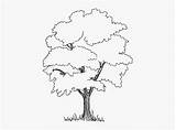 Jungle Trees Coloring Drawing Pages Kindpng sketch template