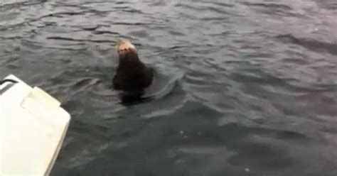 mother otter jumps on to boat to escape killer whales and cries as she