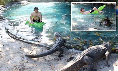 florida man uses inflatable crocodile lilo to swim with alligators daily mail online
