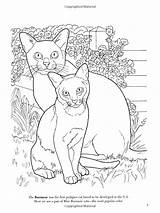 Cat Coloring Book Pages Nature Soffer Ruth Lovers Amazon Dover Cats Dog Books Drawing Adult Drawings Kleurplaten Human sketch template