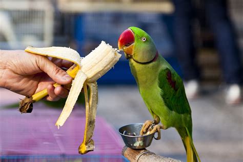 parrots eat wheat  power   nutritious diet vet advises