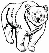 Brown Coloring Pages Color Getcolorings Bear sketch template