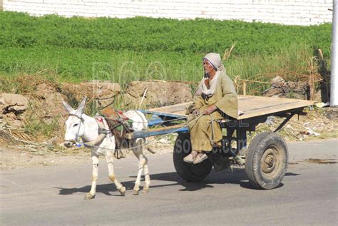photo  man  donkey cart  photo stock source transportation esna nile river egypt cart