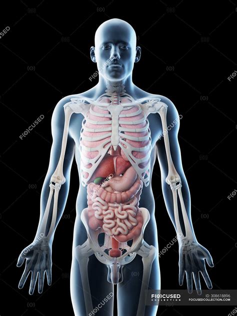 transparent body model showing male anatomy  internal organs