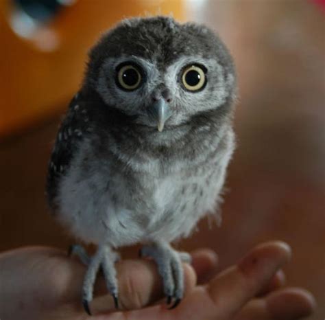 thinks owls  cute rcute