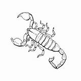 Scorpion Scorpions Dessin Insect Alacranes Coloriage Insects Escorpiones Insecte Imprimer Scorpio Birijus Coloringbay Chachipedia Coloriageetdessins Pag sketch template