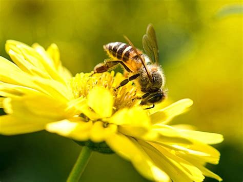 bee myths    stop believing readers digest