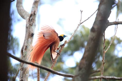 Papua New Guinea Bird Watching Holidays Birds Of Paradise