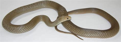 dangerous snakes flyer  lakes hub