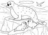 Seals Verbnow Arctic sketch template