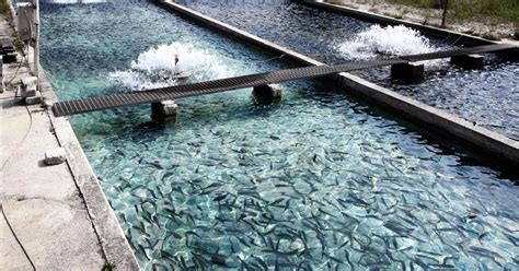 designing  sustainable future  aquaculture   health approach