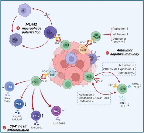 frontiers noncanonical pd pd  axis  relation   efficacy