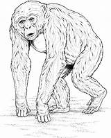 Coloring Primate Walking Pages Primates Monkey Knuckles sketch template